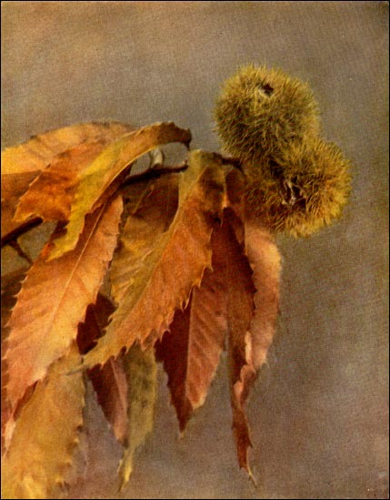 Chestnut Tree picture