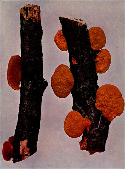 Cinnabar Fungus picture