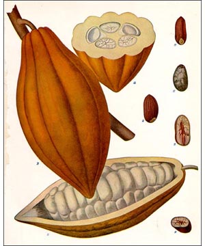Cocoa nut
