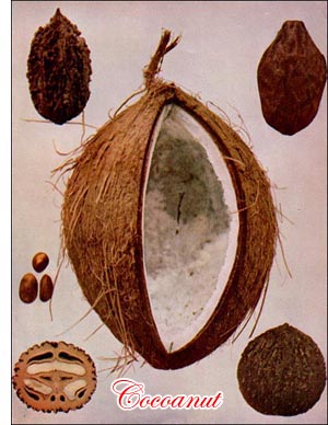 Cocoanut nut
