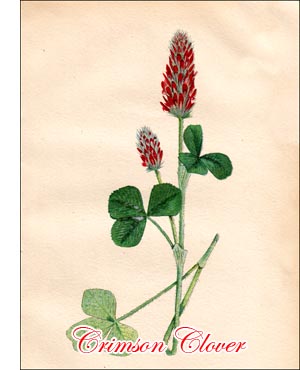 Crimson Clover