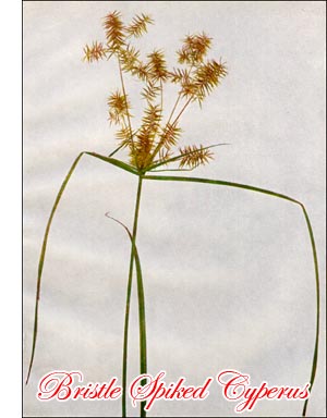 Cyperus Sedge