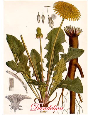 Dandelion plant