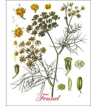 Fennel herb