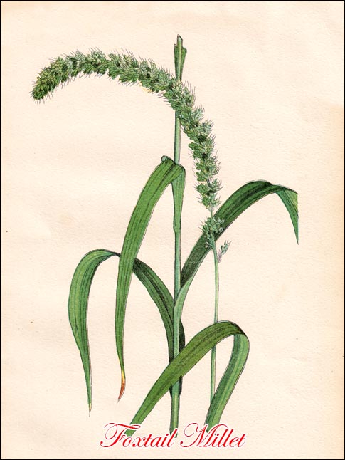 Foxtail Millet picture
