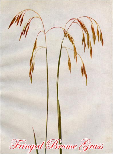 Fringed Brome Grass picture