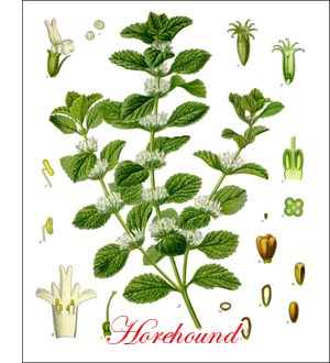 Horehound herb