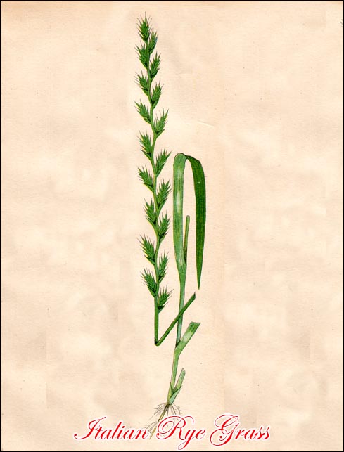Italian Rye Grass picture
