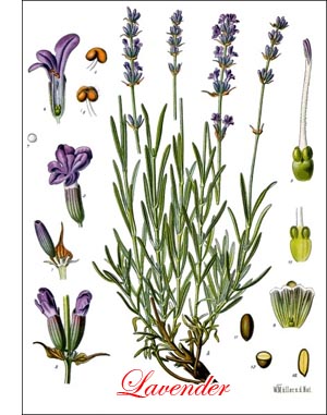 Lavender herb