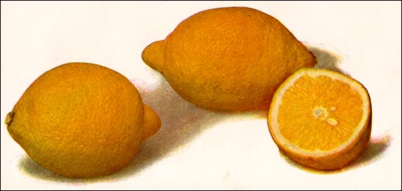 Lemon picture