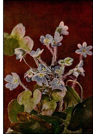 Liverwort flower