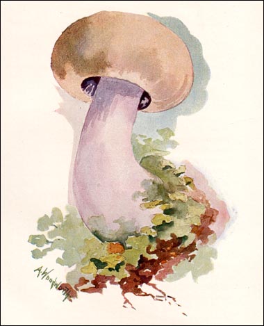 Masked Tricholoma picture