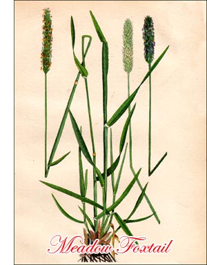 Meadow Foxtail Grass