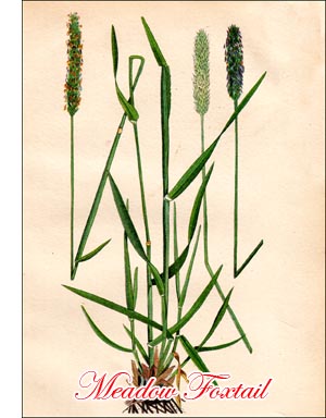 Meadow Foxtail Grass (Alopecuris Pratensis) Only