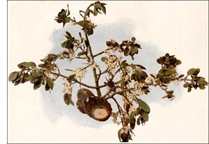 Mistletoe plant