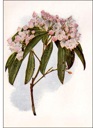 Mountain Laurel flower