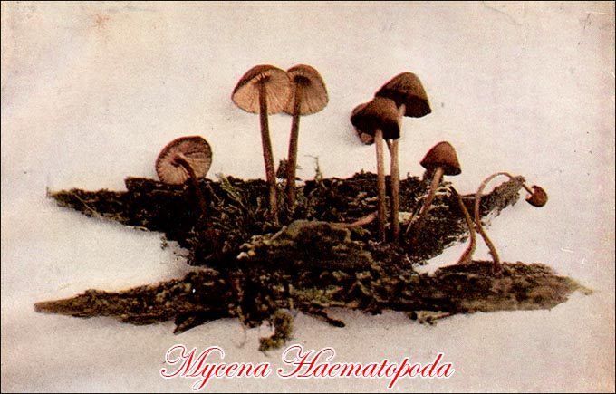 Mycena Haematopoda picture