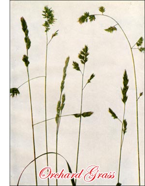 Orchard Grass