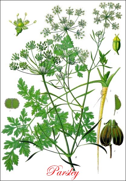 Parsley picture