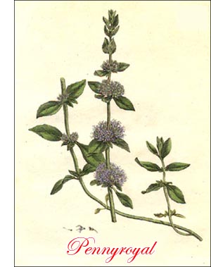 Pennyroyal herb