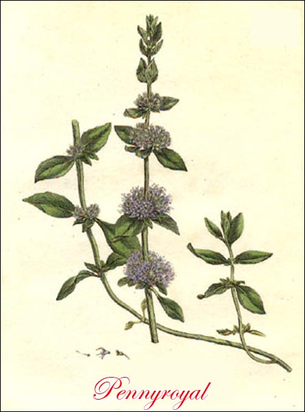 Pennyroyal picture