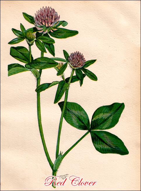 Red Clover picture