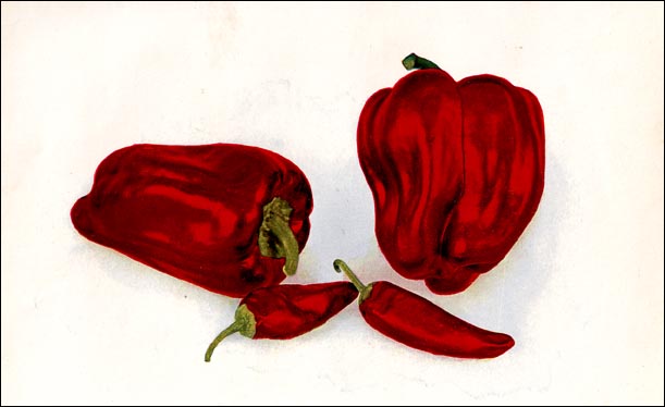 Red Pepper picture