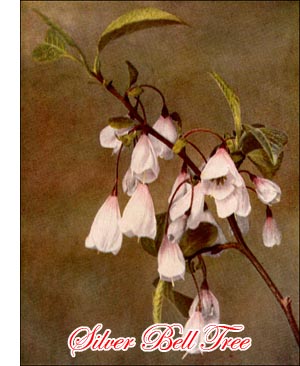 Silver Bell or Snowdrop Tree