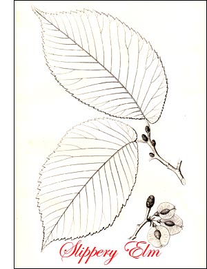 Slippery Elm or Red Elm Tree