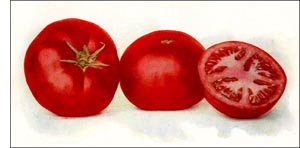 Tomato fruit