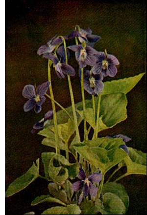 Violet flower