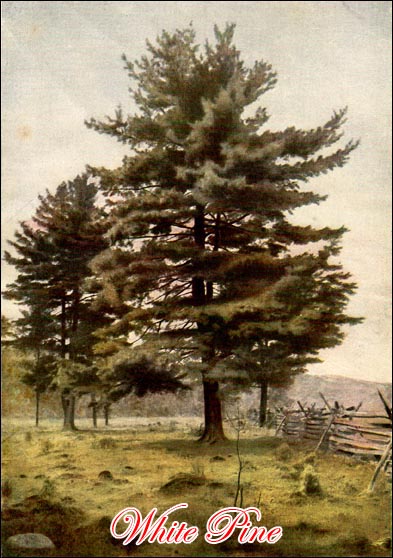 White Pine Tree picture