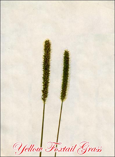 Yellow Foxtail picture